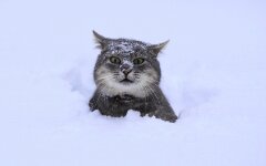 Мокрый снег и морозы: синоптик спрогнозировала резкие изменения погоды