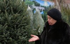цены на елки, новогодние елки