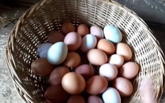 Цены на яйца, цены на продукты