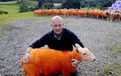 оранжевая овца