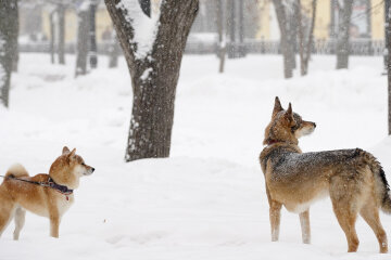 Прогноз погоды зимой / Фото: Александр Авилов
