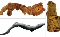 скелет акулы