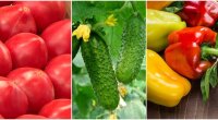 Ціни на помідори, огірки та перець