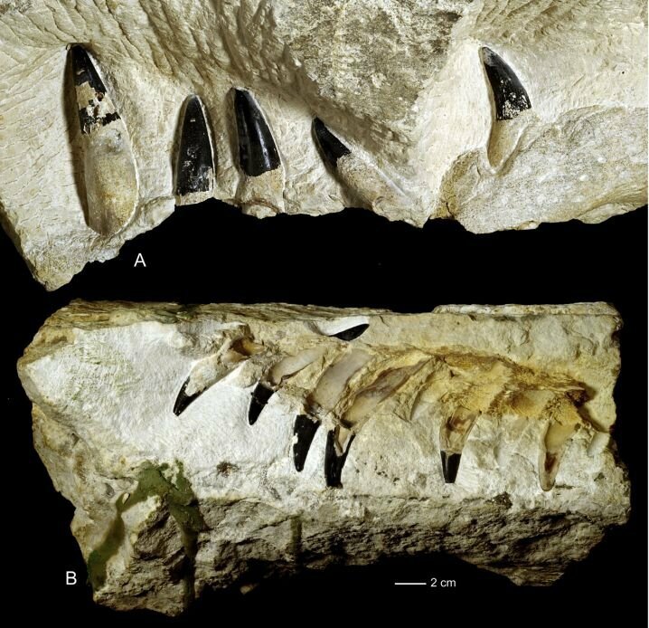 Фрагмент челюсти и зубов найденного в Польше плиозавра