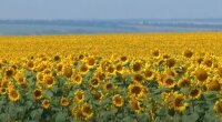 Подсолнечник, подсолнечное масло