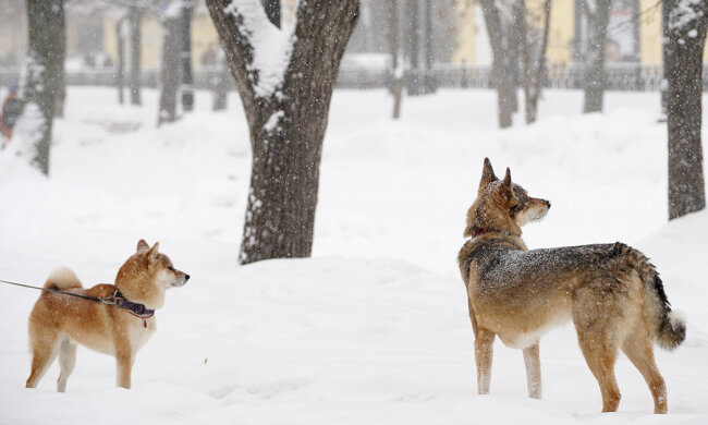 Прогноз погоды зимой / Фото: Александр Авилов