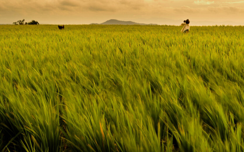 рисовое поле