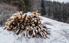 Дрова в лесу