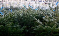 Елки в Украине