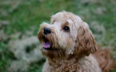 Лабрадудль