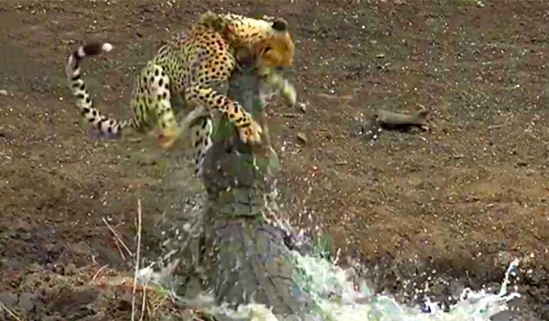 Стратегия крокодила - шанс Украины на победу России