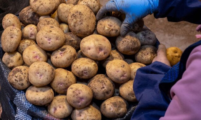 Цены на картофель / Фото: Getty Images
