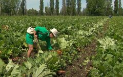 Рынок земли, продажа земли, Украина
