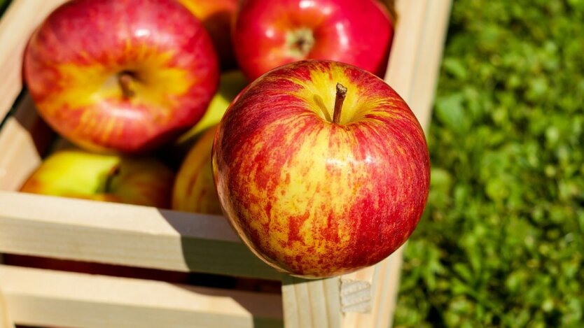 Урожай яблок в Украине,понижение цен на яблоки,цены на продукты питания в Украине