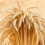 Пшеница