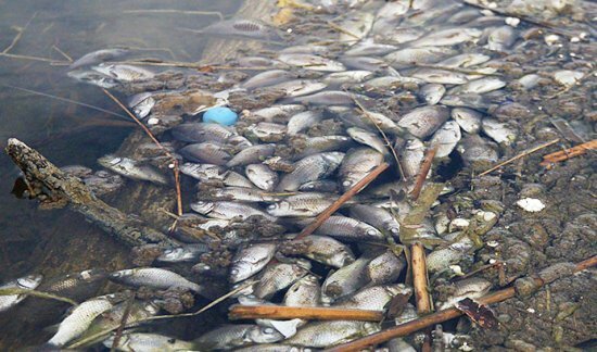 массовая гибель рыбы