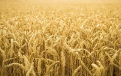 пшеница