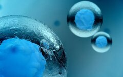 стволовые клетки