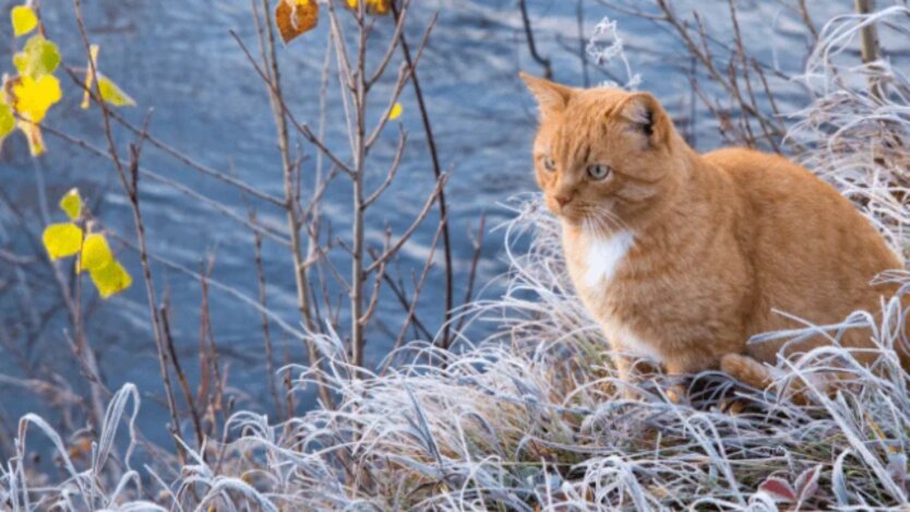 Прогноз погоди в Україні / Фото: Depositphotos