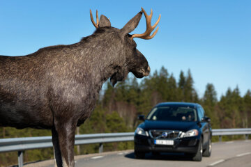 лось на дороге