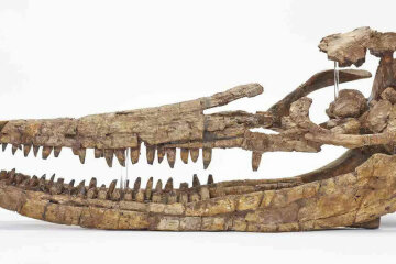 череп ихтиозавр