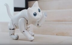 кошка-робот