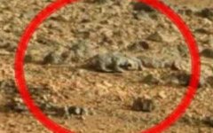 На Марсе нашли ящерицу