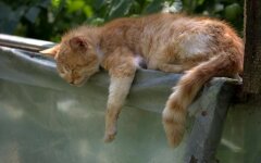 Прогноз погоды в Украине / Фото: Pixabay