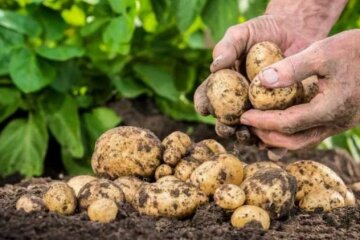 В Украине втрое подорожала картошка