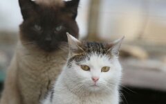 бездомные кошки