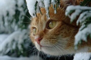 Прогноз погоди в Україні / Фото: ТСН