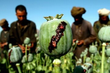 афганистан опиум мак