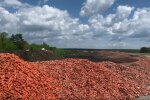 Кладбище моркови под Киевом, фермер выбросил тонны моркови