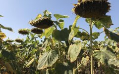 Соняшник в Україні