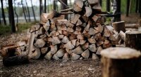 Заготівля дров в Україні