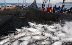 Риболовство