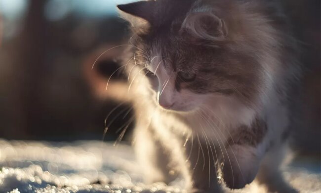 Тепло до +16, але з неприємним нюансом: синоптики розповіли про погоду в Україні на початку тижня