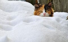 Прогноз погоди в Україні