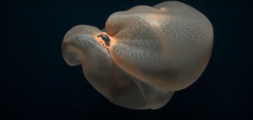 медуза