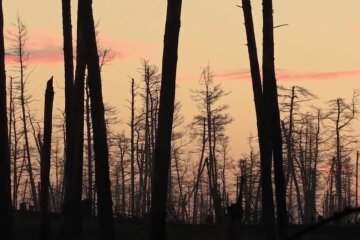 Серебрянський ліс