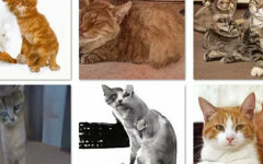 псевдо коты
