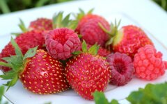 Імпорт малини та полуниці / Фото: east-fruit.com