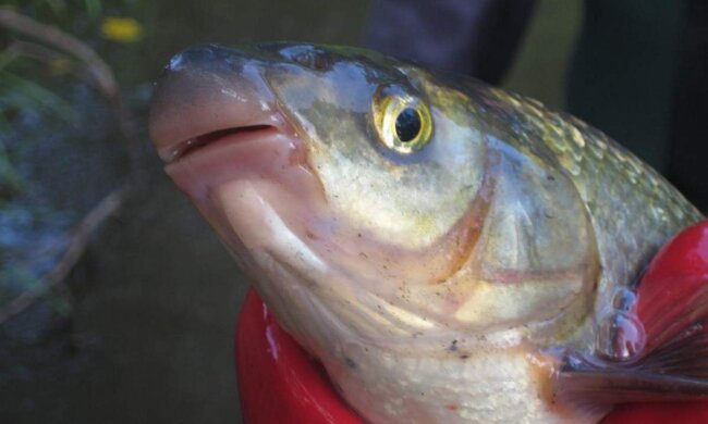 Подуст обыкновенный