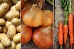 Ціни на картоплю цибулю та моркву