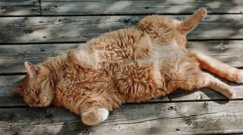 Прогноз погоды в Украине