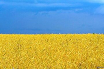 Украина жито