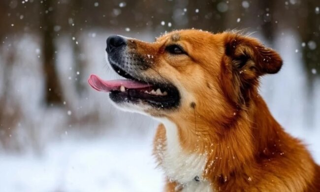 Прогноз погоды в Украине