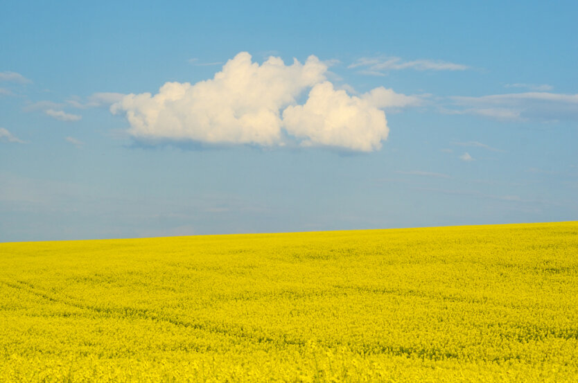 Украина. Поле и небо