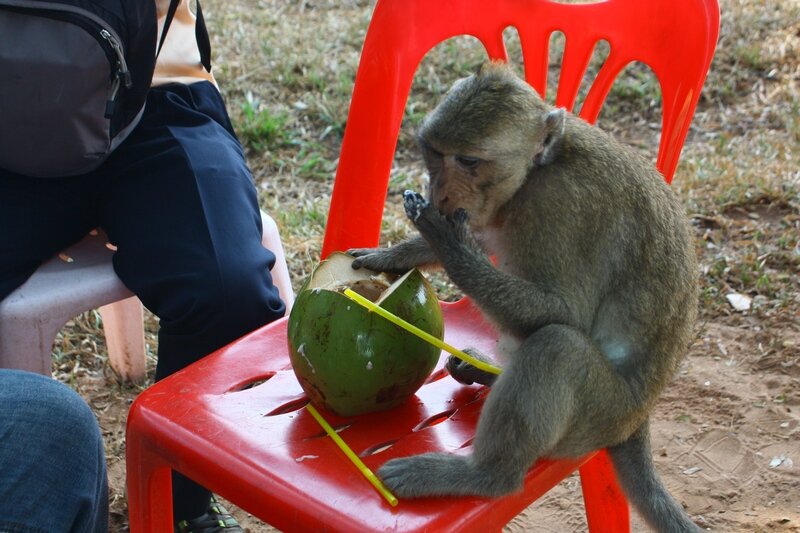 По дороге можно покормить обезьянок