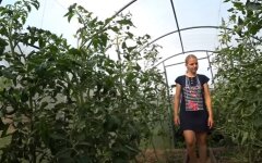 Налогообложение, сельхозпродукция